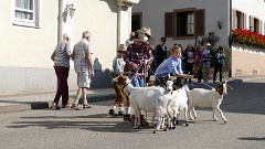 2016-09 Simonswald Almabtrieb (4)